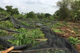 Lốc xoáy làm gãy đổ hơn 70.000 trụ tiêu tại Bình Phước. (Ảnh: Thế Cường/TTXVN)