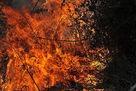 Lửa bốc lên từ đám cháy rừng ở khu vực Bludan, Syria. (Ảnh: AFP/TTXVN)