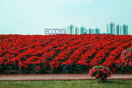Những đồi hoa trạng nguyên tô sắc thắm cho Ecopark trong tiết trời buốt giá của mùa đông. Cánh hoa đỏ rực, vượt qua cái rét để tô điểm cho không gian xanh tại khu đô thị.