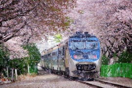 Hàn Quốc mùa hoa anh đào. (Ảnh minh họa. Nguồn: Tổng cục Du lịch Hàn Quốc)