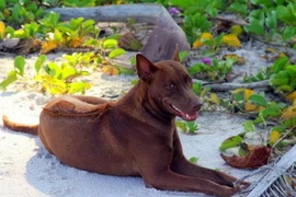 Kiên Giang bảo tồn giống chó Phú Quốc quý hiếm