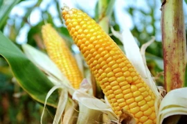 Ảnh minh họa. (Nguồn: kyivpost.com)