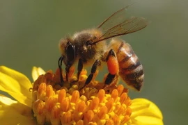 Ảnh minh họa. (Nguồn: genehanson.com)