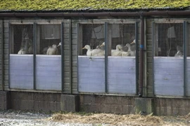 Châu Âu cảnh giác với nguy cơ bùng phát dịch cúm gia cầm