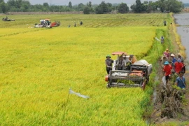 Các tỉnh phía Nam gieo sạ gần 180.000ha lúa Đông Xuân 