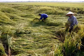 Lập Liên minh Nông nghiệp toàn cầu ứng phó biến đổi khí hậu