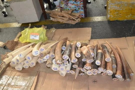 Bắt 77 chiếc ngà voi nhập trái phép qua sân bay Tân Sơn Nhất