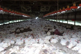 Nhật Bản lập lực lượng ứng phó nguy cơ bùng phát cúm gia cầm