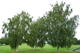 Lá và vỏ cây bạch dương giúp ngăn ngừa tác động của bão từ