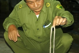 Số bệnh nhân bị rắn lục đuôi đỏ cắn gia tăng vào mùa mưa ở Nam Bộ