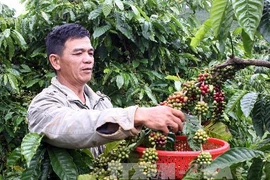 Việt Nam là một trong những nước xuất khẩu càphê hàng đầu thế giới (Nguồn: TTXVN)
