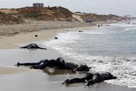 Tìm thấy 170 thi thể trong vụ chìm thuyền ngoài khơi Libya