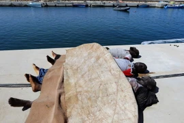 IOM: 40.000 người di cư bị thiệt mạng kể từ năm 2000