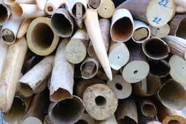 Hải Phòng: Bắt giữ 1 tấn ngà voi được giấu trong container lạc