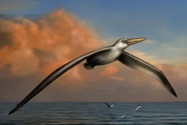 Phát hiện hóa thạch của loài chim lớn nhất mọi thời đại