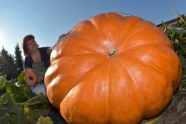 Một người Đức trồng được quả bí ngô khổng lồ nặng 260kg