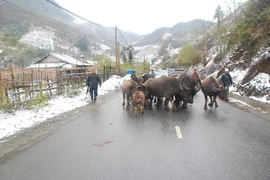 Nhiệt độ Sa Pa xuống 9 độ C, người dân sơ tán gia súc tránh rét