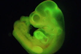 Nghi án sao chép xung quanh công trình tế bào STAP