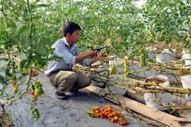 Cần Thơ đầu tư hơn 3.600 tỷ đồng cho nông nghiệp công nghệ cao