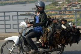 Vận chuyển gia cầm tại Phnom Penh ngày 12/2. (Nguồn: AFP/ TTXVN)