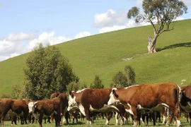 Mở rộng giết mổ, cung cấp thịt bò tươi Australia tại Việt Nam