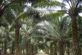 Du lịch nông nghiệp mang lợi ích kinh tế lớn cho Malaysia