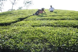 [Video] Chè Lâm Đồng xuất khẩu bị ảnh hưởng vì tin đồn thất thiệt