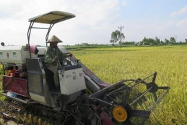 Thu hoạch lúa. (Ảnh: Mạnh Minh/TTXVN)