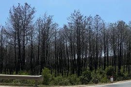 Rừng thông của người dân xã Cam Tuyền, huyện Cam Lộ bị chết khô. (Ảnh: Hồ Cầu/TTXVN)