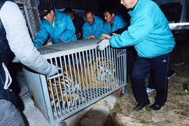 Ba quan chức Trung Quốc bị bắt vì nuôi 11 con hổ Siberia