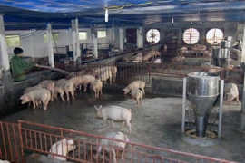 Trang trại chăn nuôi lợn thịt. (Ảnh: Vũ Sinh/TTXVN)