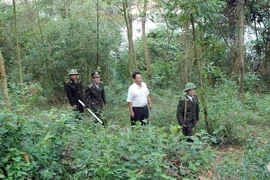 Chính sách bảo vệ, phát triển rừng gắn giảm nghèo bền vững