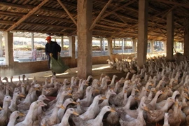 Tăng cường phòng chống cúm gia cầm trong mùa Đông-Xuân