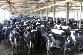 Hàng ngàn con bò được tập kết, chờ đến giờ đưa vào vắt sữa tại Công ty Cổ phần Thực phẩm Sữa TH True Milk ở huyện Nghĩa Đàn, Nghệ An. (Ảnh: Đình Huệ/TTXVN)