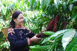 Thu hái càphê ở huyện CưMgar, tỉnh Đắk Lắk. (Ảnh: Dương Giang/TTXVN)