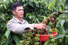 Thu hoạch càphê. (Ảnh: Quang Quyết/TTXVN)