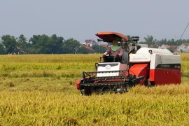 Nông dân đang thu hoạch lúa đông xuân. (Ảnh: Thế Lập/TTXVN)