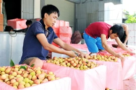 Đóng gói vải thiều để xuất khẩu. (Ảnh: Mạnh Tú/Vietnam+)