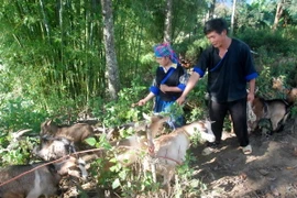 Tiếp tục rà soát và hoàn thiện hệ thống chính sách giảm nghèo