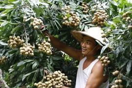 Thu hoạch nhãn lồng ở phường Lam Sơn, thành phố Hưng Yên. (Ảnh Đình Huệ/TTXVN)