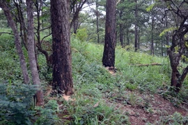 Những gốc thông bị đốt, khoan, đổ hóa chất đến chết. (Ảnh: Hưng Thịnh/TTXVN)