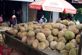 Thu mua, phân loại sầu riêng. (Ảnh minh họa: Hưng Thịnh/TTXVN)