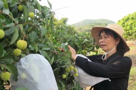 (Ảnh minh họa: Mạnh Minh/TTXVN)