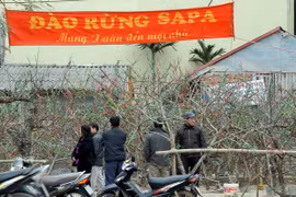 Đào từ miền ngược cũng có dịp "hội tụ" về Thủ đô khoe sắc