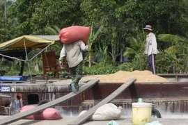 Thu mua lúa tạm trữ lúa của nông dân. (Ảnh: Huy Hoàng/TTXVN)