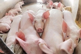 Phần Lan sẽ xuất khẩu thịt lợn sang thị trường Trung Quốc