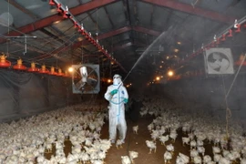 Nhật Bản lại bùng phát dịch cúm gia cầm tại tỉnh Okayama 