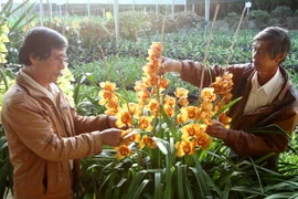 Người dân làng hoa Hà Đông, thành phố Đà Lạt, tỉnh Lâm Đồng, chăm sóc hoa. (Ảnh: Thanh Tùng/TTXVN)