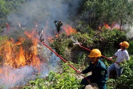 (Ảnh minh hoa: Đỗ Trưởng/TTXVN)