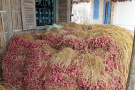 Ngành Đường sắt vận chuyển miễn phí hành tím cho nông dân